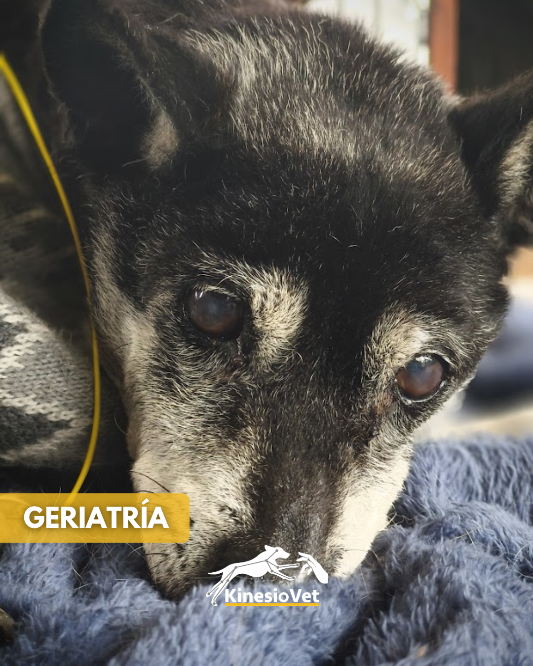 Geriatría veterinaria - cuidado especializado para mascotas adultas y geriátricas