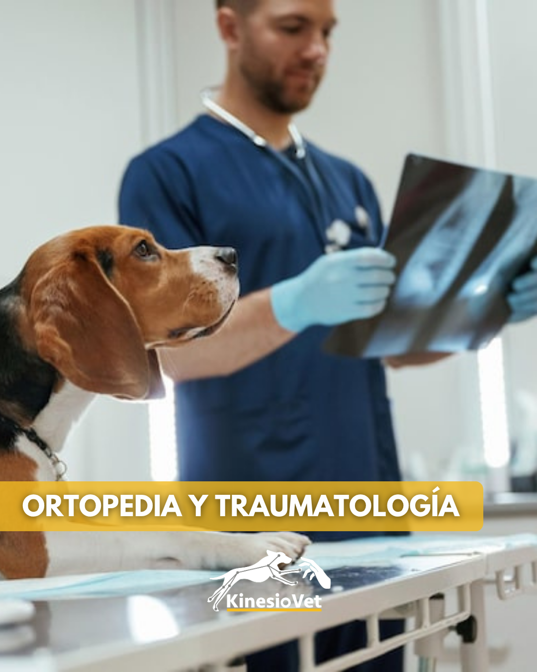 Ortopedia veterinaria - tratamiento especializado de problemas ortopédicos y traumatológicos