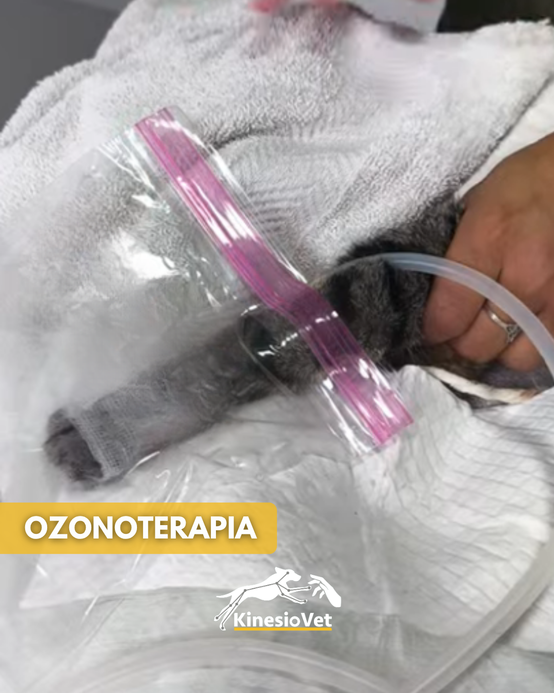 Ozonoterapia veterinaria - terapia complementaria con ozono para mascotas
