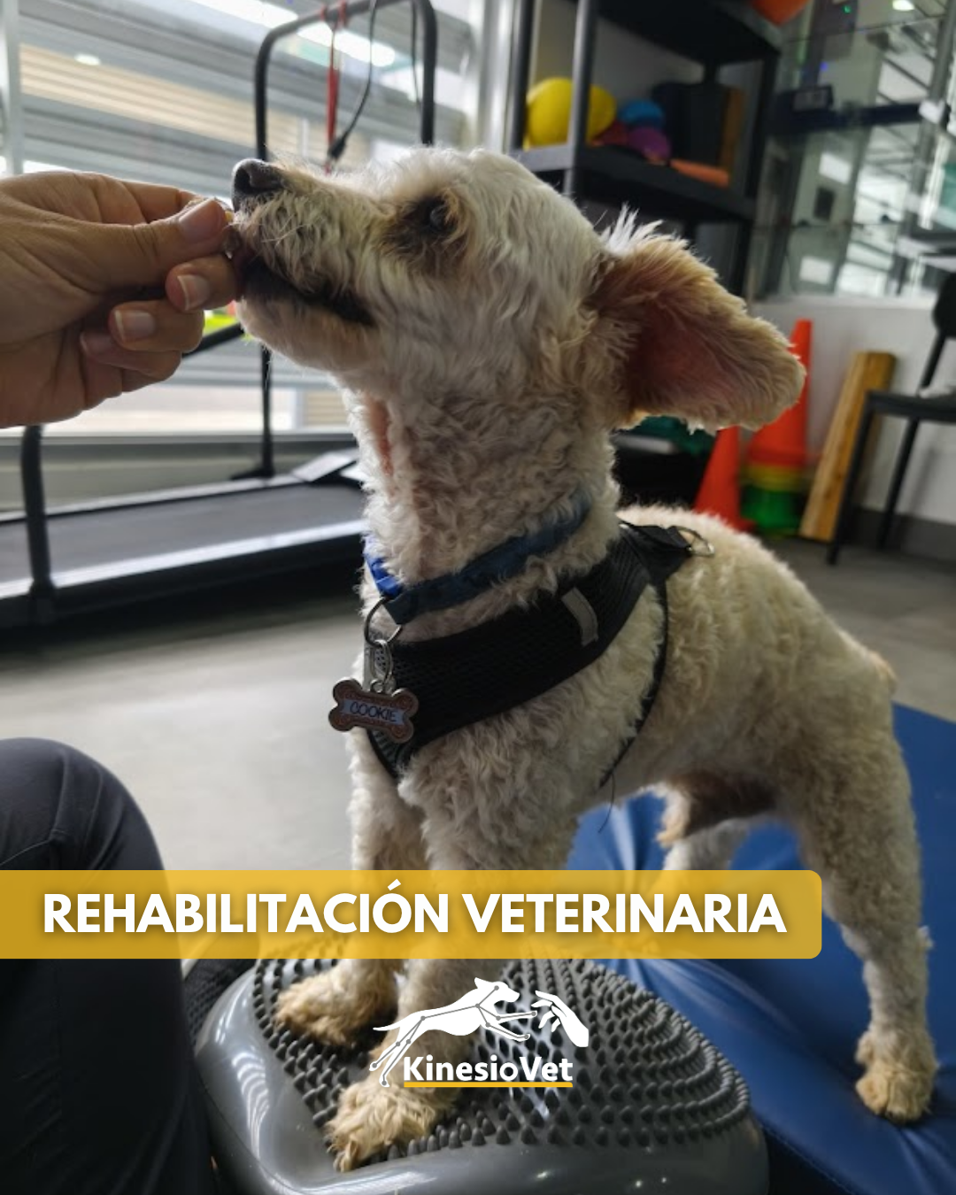 Rehabilitación veterinaria - recuperación y readaptación después de lesiones